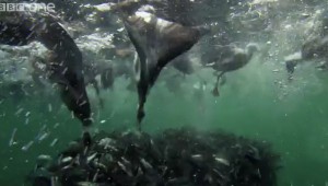 Bait Ball Feast at AutoCurate.com