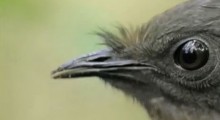 Lyre Bird Imitates Any Sound at AutoCurate.com