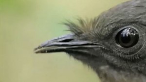 Lyre Bird Imitates Any Sound at AutoCurate.com