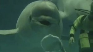 Trippy Toroidal Bubbles at AutoCurate.com