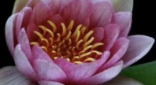 Water Lilies Blooming Time Lapse at AutoCurate.com