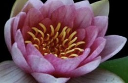 Water Lilies Blooming Time Lapse at AutoCurate.com