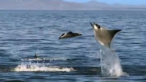 Fantastic Flying Devil Rays at AutoCurate.com