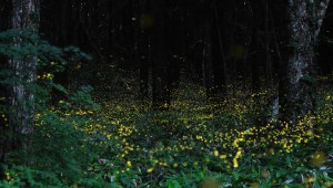 Fireflies by Tsuneaki Hiramatsu at AutoCurate.com