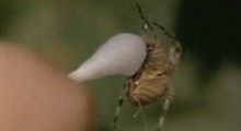 Spiders on Drugs on AutoCurate.com