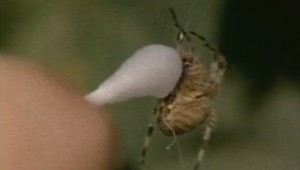 Spiders on Drugs on AutoCurate.com