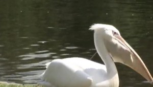 Pelican Eats Pigeon at AutoCurate.com