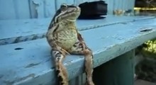 Frog sits like a man at AutoCurate.com