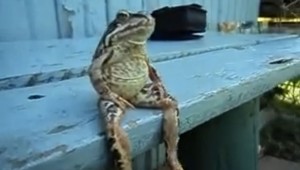 Frog sits like a man at AutoCurate.com