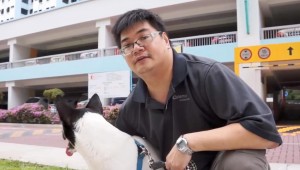 Mongrel Woes in Singapore at AutoCurate.com